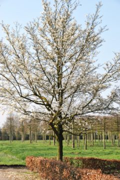Examples of the types of trees that could be in the new Gardens